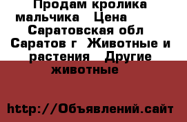 Продам кролика мальчика › Цена ­ 300 - Саратовская обл., Саратов г. Животные и растения » Другие животные   
